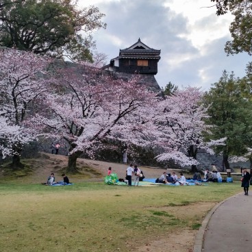 Château de Kumamoto, visiteurs en pleine session de O Hanami
