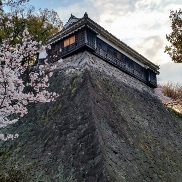 Château de Kumamoto, Vue d'une tourelle à la saison des cerisiers