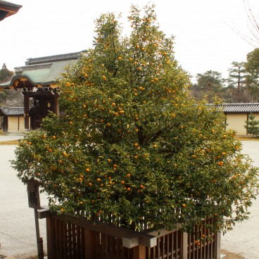 Daikaku-ji (Kyoto), Arbre Tachibana devant le pavillon Shinden