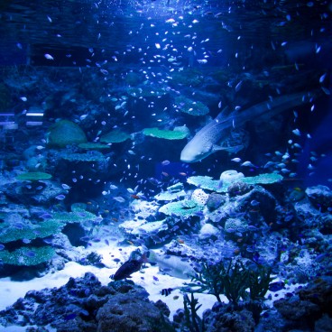 Aqua Park Shinagawa, aquariums de milieu corallien 4