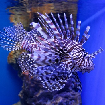 Aqua Park Shinagawa, rascasse