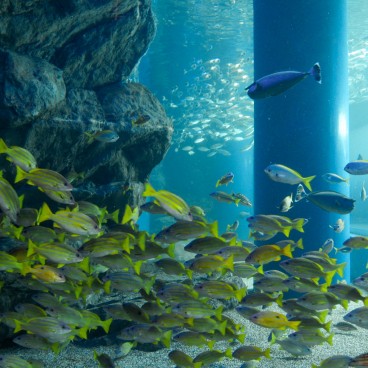 Aqua Park Shinagawa, poissons tropicaux