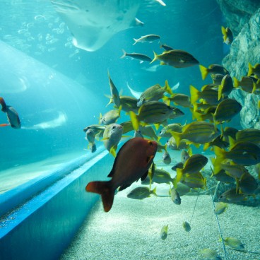 Aqua Park Shinagawa, poissons tropicaux 2