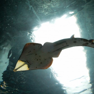 Aqua Park Shinagawa, attraction Water Tube et requin