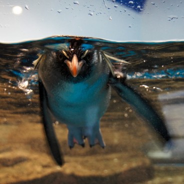 Aqua Park Shinagawa, pingouin