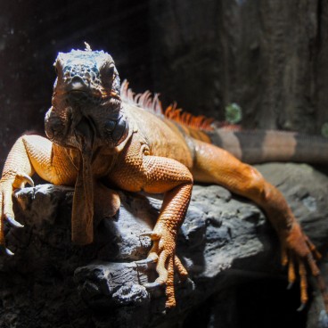 Aqua Park Shinagawa, iguane