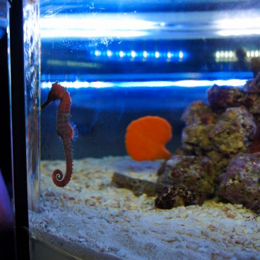 Aqua Park Shinagawa, hippocampe