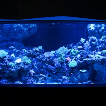 Aqua Park Shinagawa, aquariums de milieu corallien 2