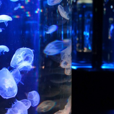 Aqua Park Shinagawa, attraction Jellyfish Ramble 2