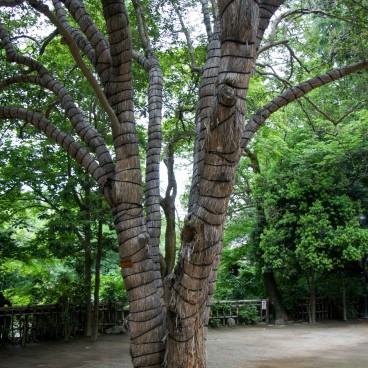 Chofu, Jindai-ji, Arbre entouré d'une protection de paille