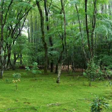 Kyoto, jardin de mousses du temple Jizo-in après la pluie en juin
