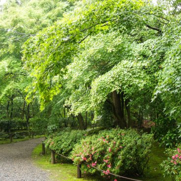 Jizo-in (Kyoto), vue sur les érables verts et la fin de floraison des azalées du temple