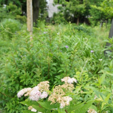 Mukojima Hyakka-en (Tokyo), Floraisons
