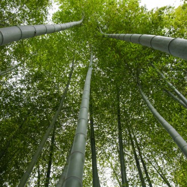 Mukojima Hyakka-en (Tokyo), Bambouseraie 2