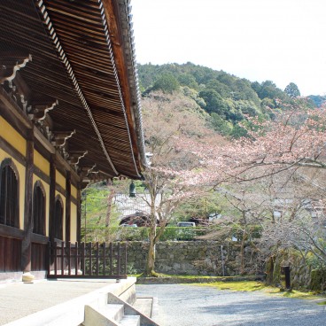 Nanzen-ji, Dharma Hatto et sakura