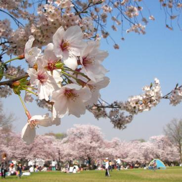 Parc Expo'70 (Osaka), Hanami sous les cerisiers en fleur 2