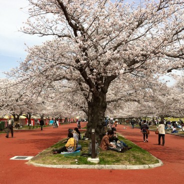 Parc Expo'70 (Osaka), Hanami sous les cerisiers en fleur
