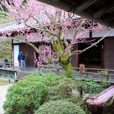 Shoren-in (Kyoto), Prunier en fleurs