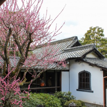 Shoren-in (Kyoto), Prunier en fleurs 4