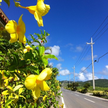 Ile de Kume-jima à Okinawa, Paysage fleuri dans les terres