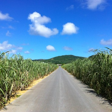 Ile de Kume-jima à Okinawa, Champs de cannes à sucre