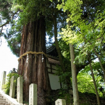 Arbre déifié à l'Ishiyama-dera à Otsu