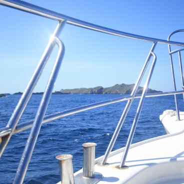 Archipel d'Ogasawara, Observation des baleines 2