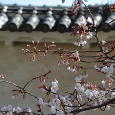 Château de Himeji, cerisiers en fleurs