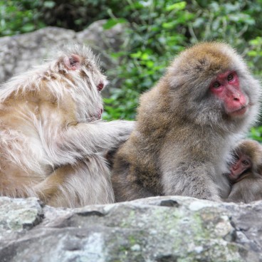 Jigokudani Singes 11