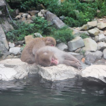 Jigokudani Singes 12