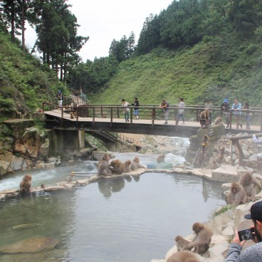 Jigokudani Singes 13