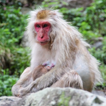 Jigokudani Singes 14