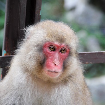 Jigokudani Singes 18