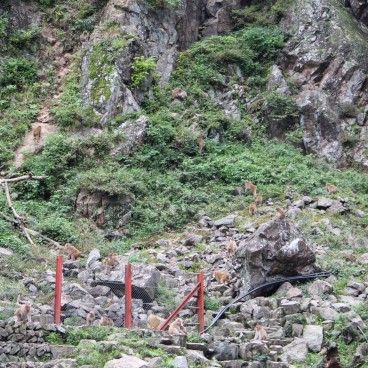 Jigokudani Singes 19