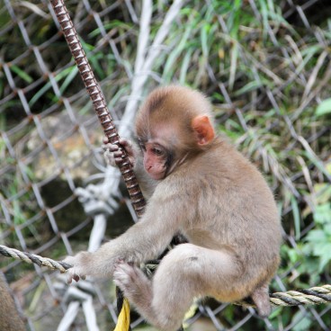 Jigokudani Singes 20