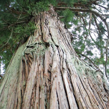 Shirakawa-go, Arbre ancien