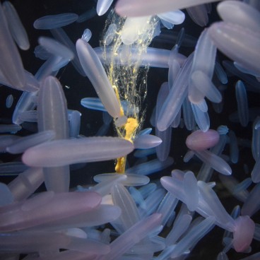 Aquarium Kamo Kurage (Tsuruoka), méduses 9