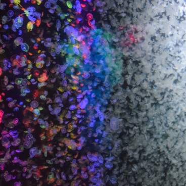 Aquarium Kamo Kurage (Tsuruoka), méduses 10