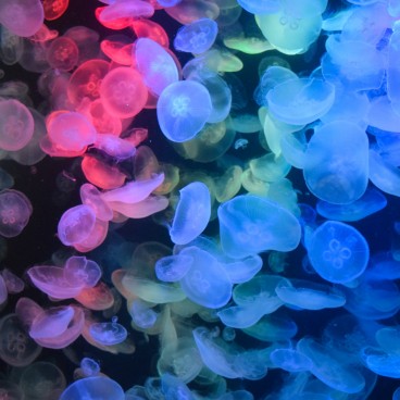 Aquarium Kamo Kurage (Tsuruoka), méduses 11