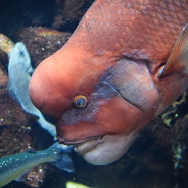 Aquarium Kamo Kurage (Tsuruoka), poissons exotiques 2