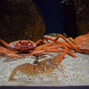 Aquarium Kamo Kurage (Tsuruoka), crustacés