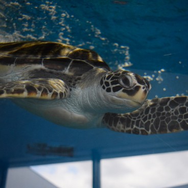 Aquarium Kamo Kurage (Tsuruoka), tortue de mer