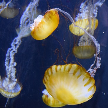 Aquarium Kamo Kurage (Tsuruoka), méduses 5