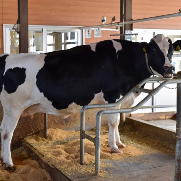 Agri-Park de Niigata, Une vache dans la section élevage