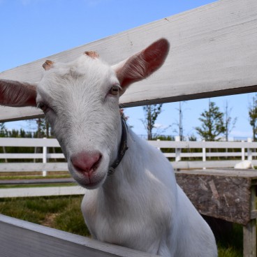 Agri-Park de Niigata, Une chèvre dans la section élevage
