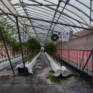 Agri-Park de Niigata, Visite d'une serre 2