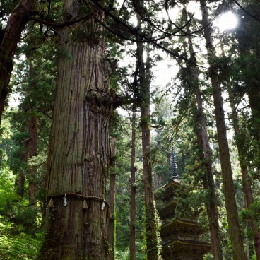 Mont Haguro (Dewa Sanzan), Cèdre millénaire Jiji-sugi