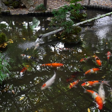 Musée des Cultures du Nord (Niigata), bassin à carpes