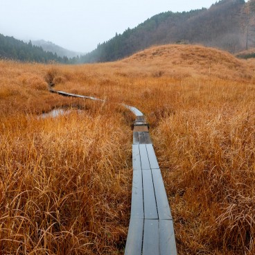 Hauts plateaux de Tonomine (Hyogo), champs de Susuki et chemin sur pilotis en automne