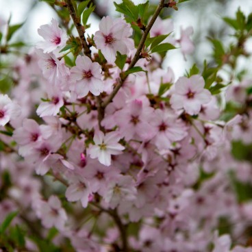 Fuji Shibazakura Matsuri, détail
